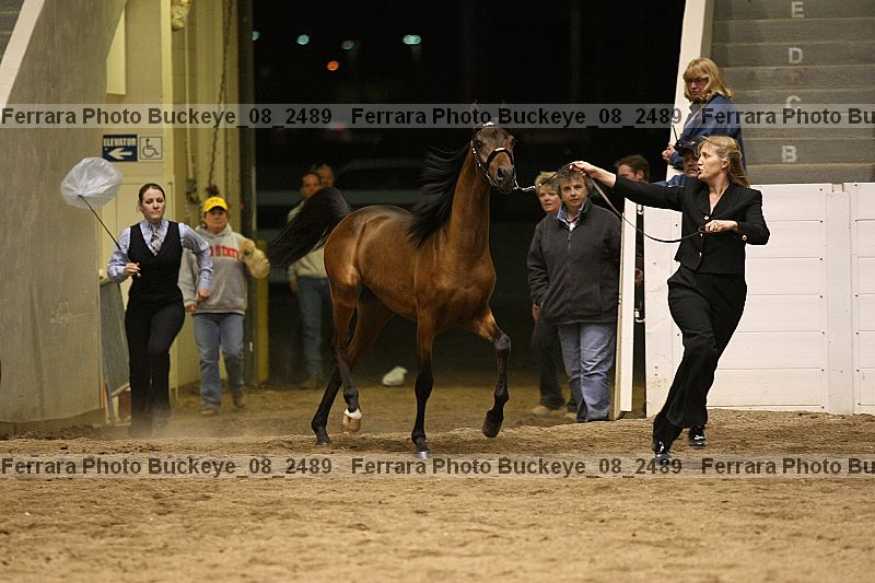 Proof buckeye_08_2489