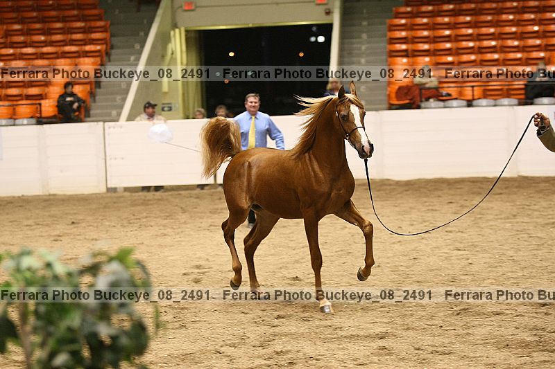 Proof buckeye_08_2491