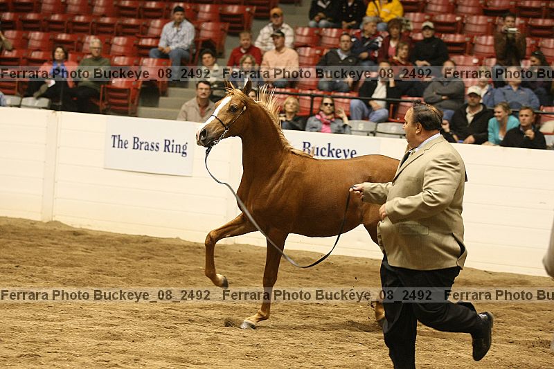 Proof buckeye_08_2492