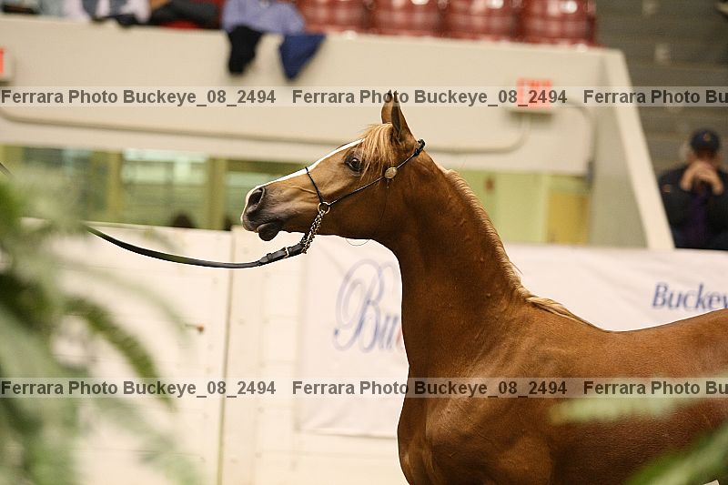 Proof buckeye_08_2494