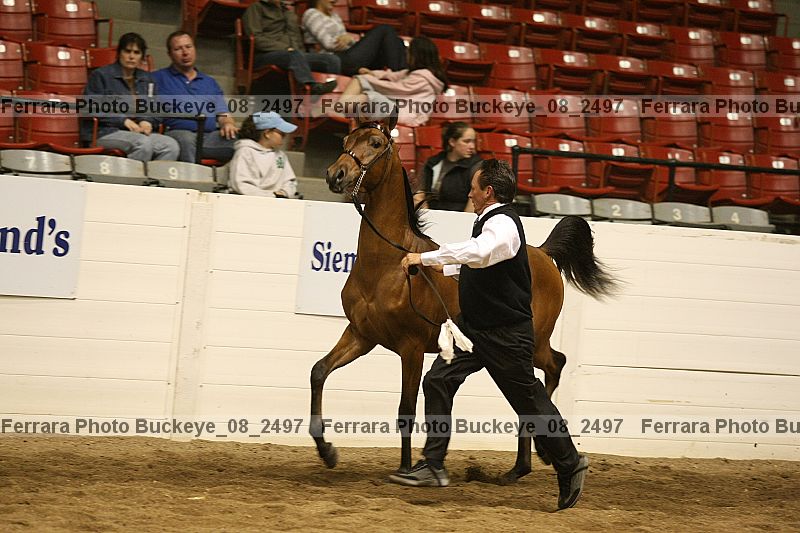 Proof buckeye_08_2497