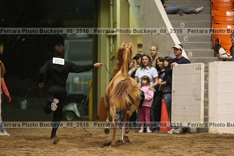 Proof buckeye_08_2516