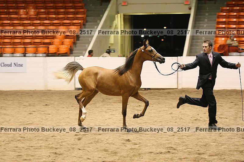 Proof buckeye_08_2517