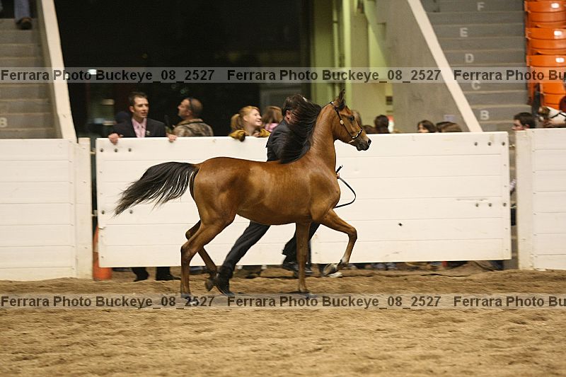 Proof buckeye_08_2527