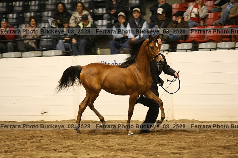 Proof buckeye_08_2528