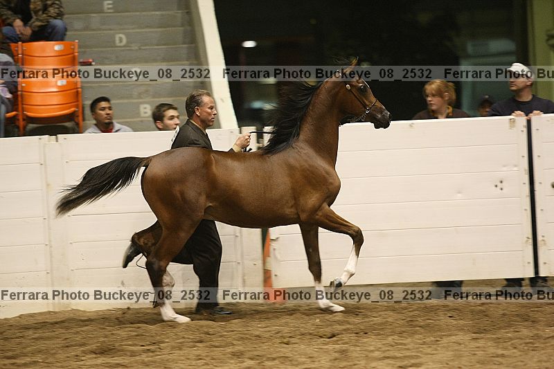 Proof buckeye_08_2532