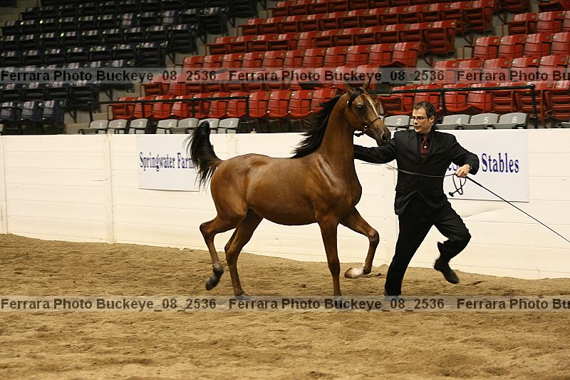 Proof buckeye_08_2536