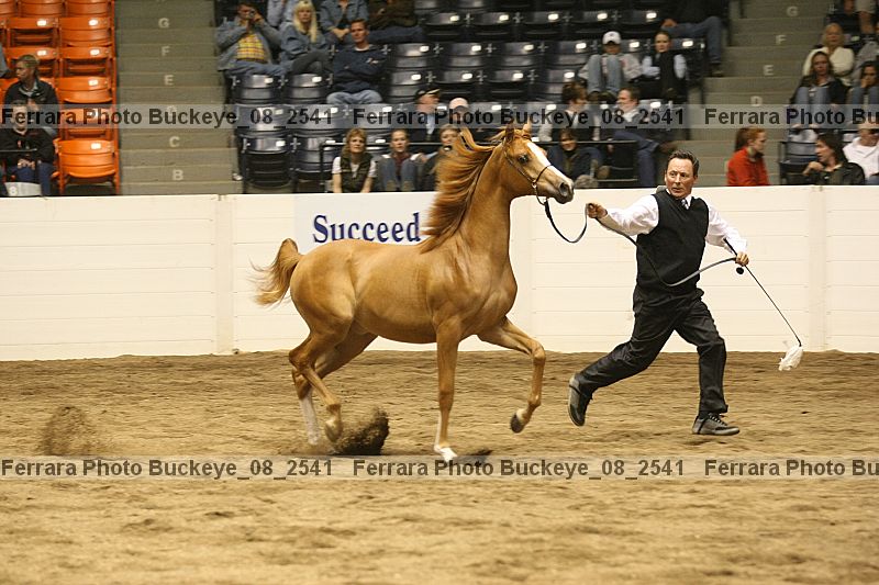 Proof buckeye_08_2541