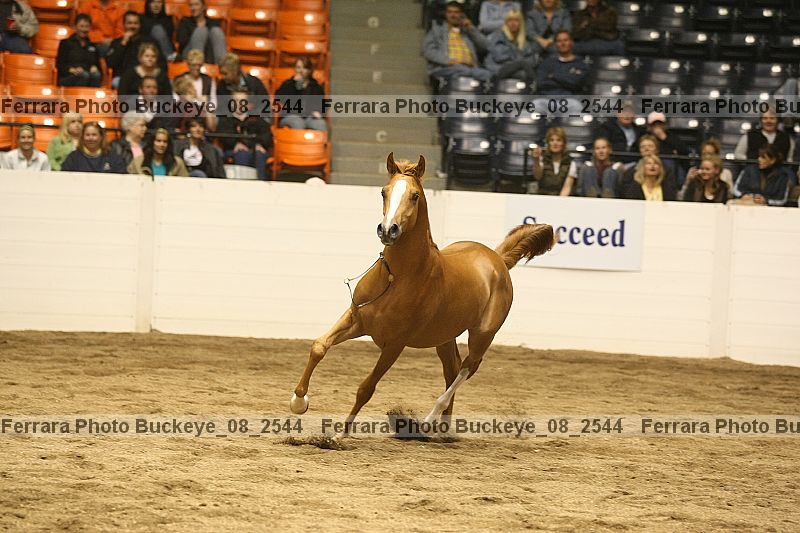 Proof buckeye_08_2544