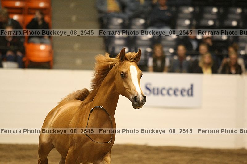 Proof buckeye_08_2545