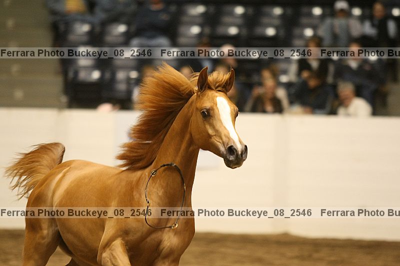 Proof buckeye_08_2546