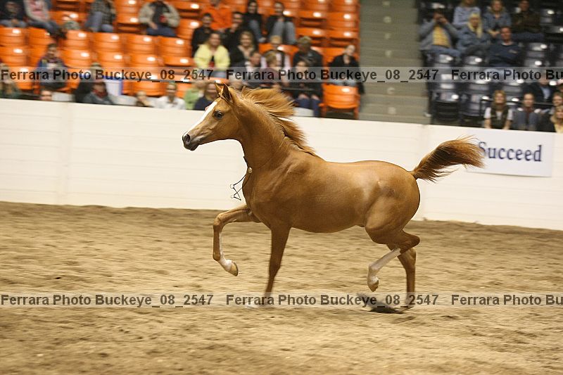 Proof buckeye_08_2547