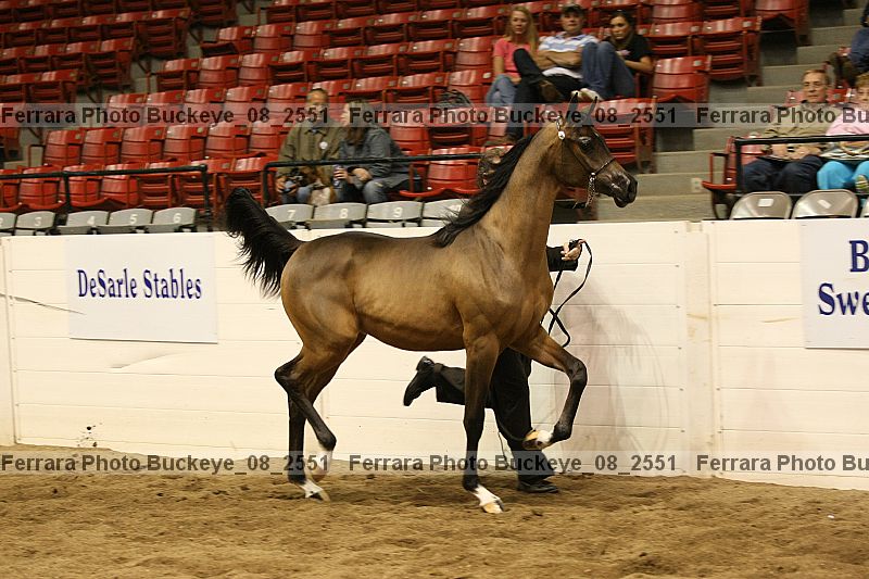 Proof buckeye_08_2551