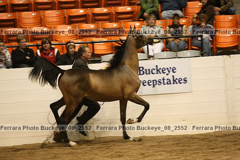 Proof buckeye_08_2552
