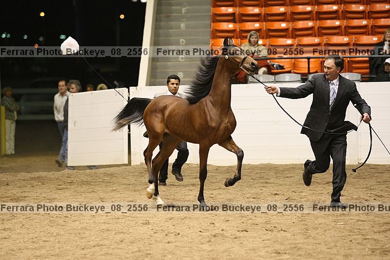 Proof buckeye_08_2556