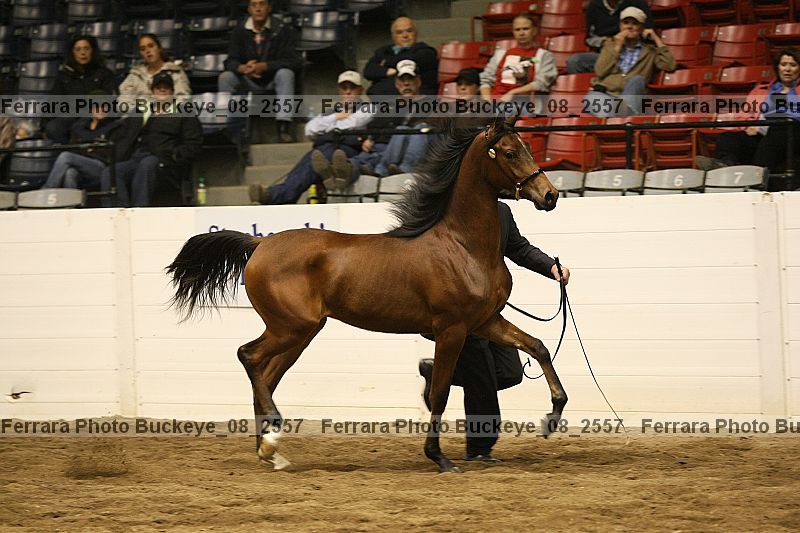 Proof buckeye_08_2557