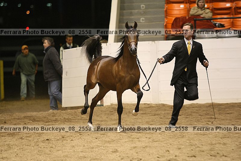 Proof buckeye_08_2558