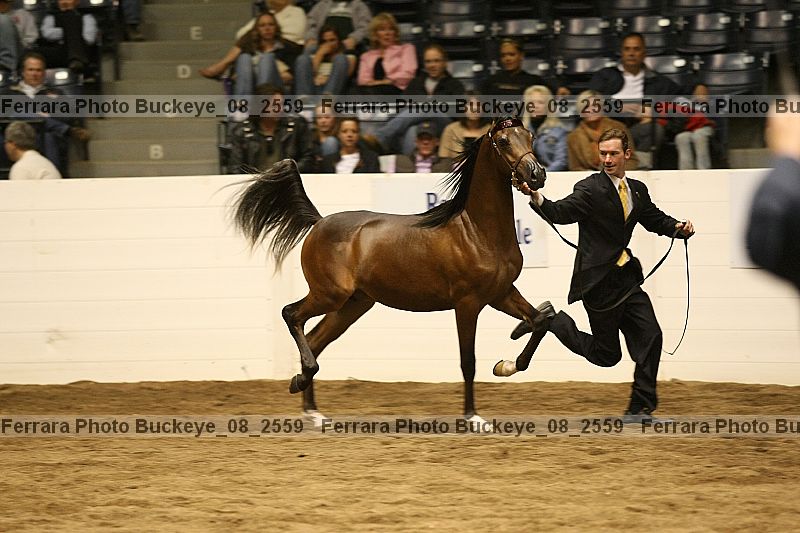 Proof buckeye_08_2559