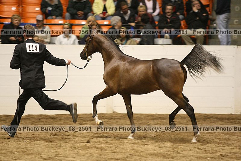 Proof buckeye_08_2561
