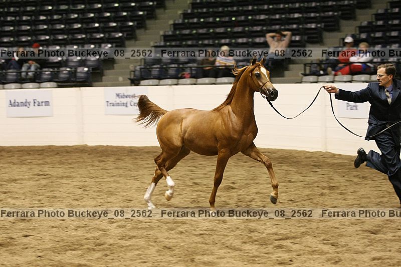 Proof buckeye_08_2562