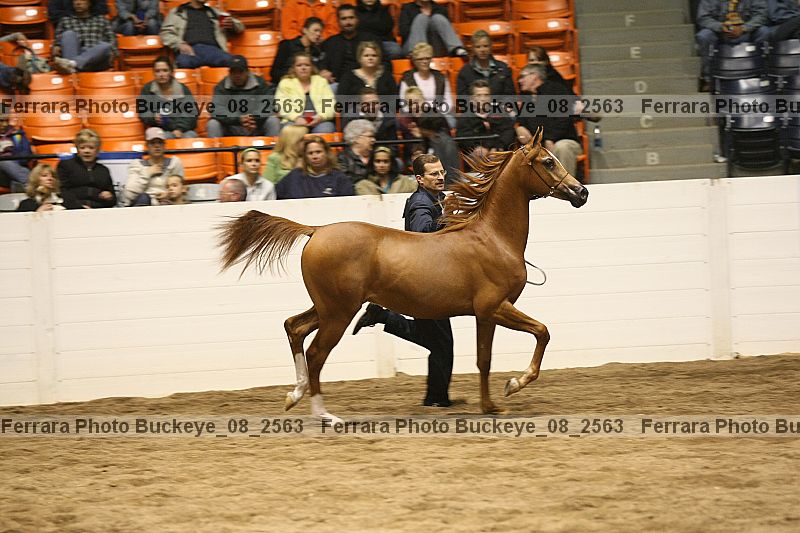 Proof buckeye_08_2563