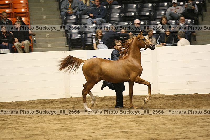 Proof buckeye_08_2564
