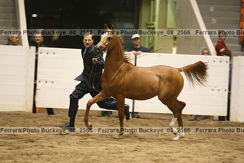 Proof buckeye_08_2566