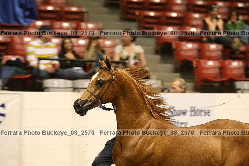 Proof buckeye_08_2570