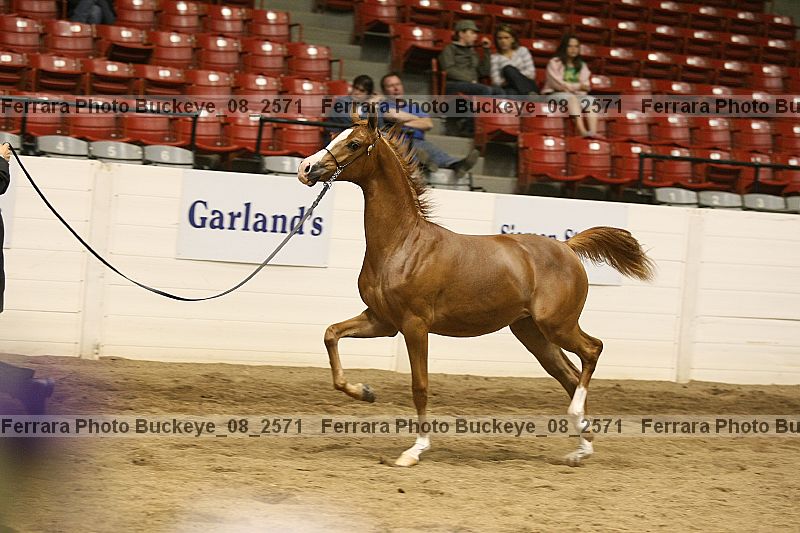 Proof buckeye_08_2571