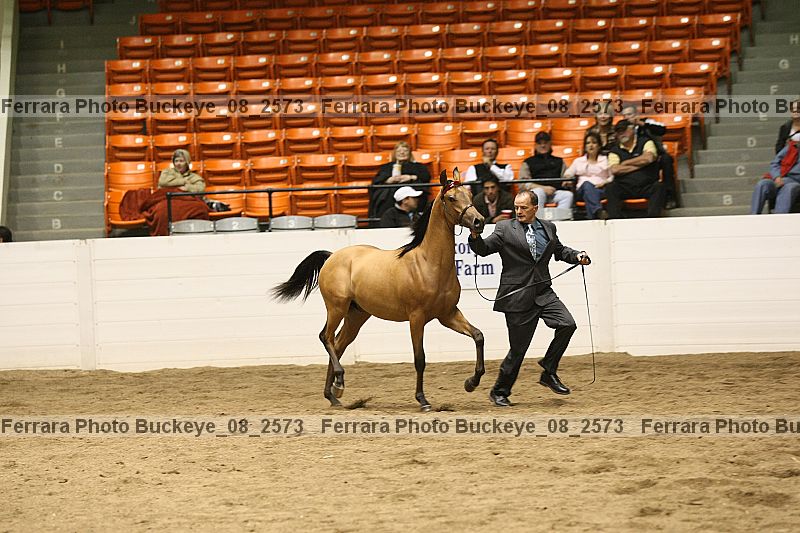 Proof buckeye_08_2573