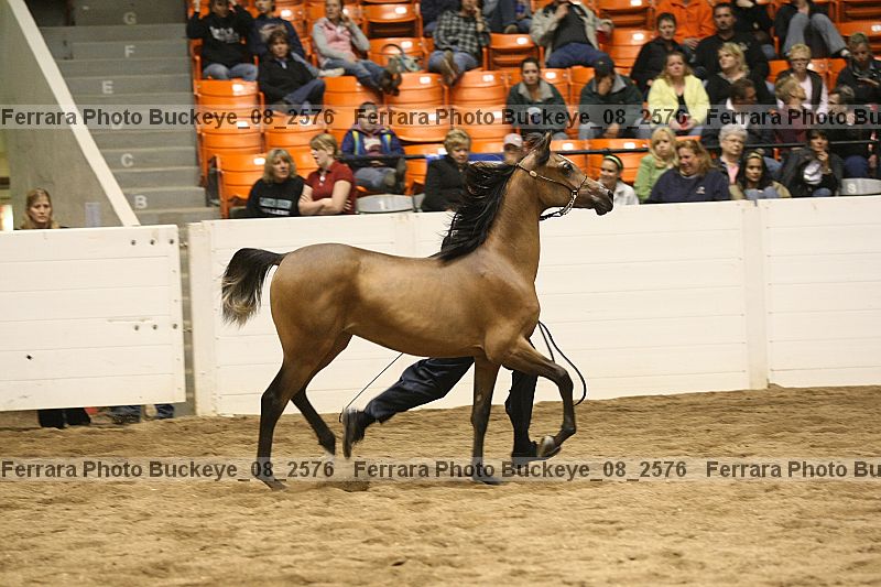 Proof buckeye_08_2576