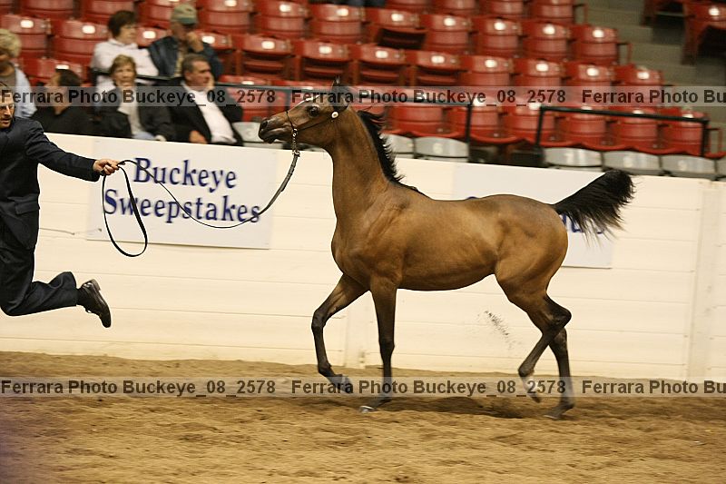 Proof buckeye_08_2578