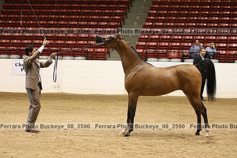 Proof buckeye_08_2590