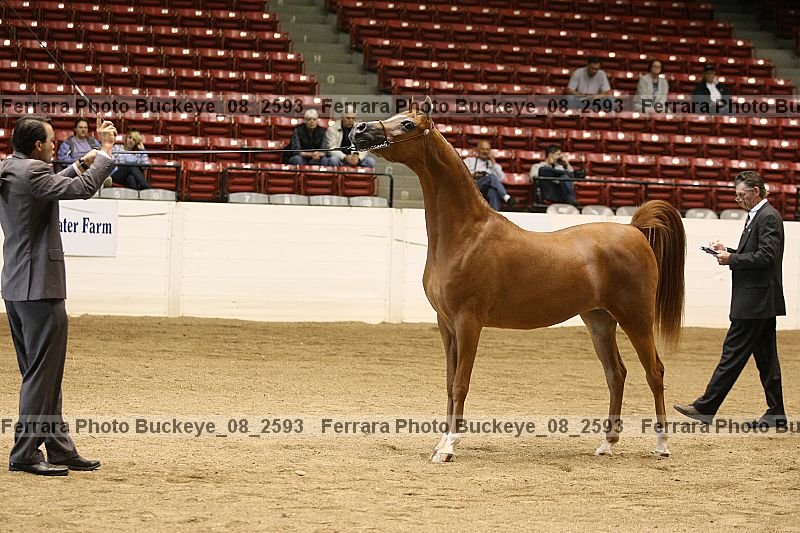 Proof buckeye_08_2593