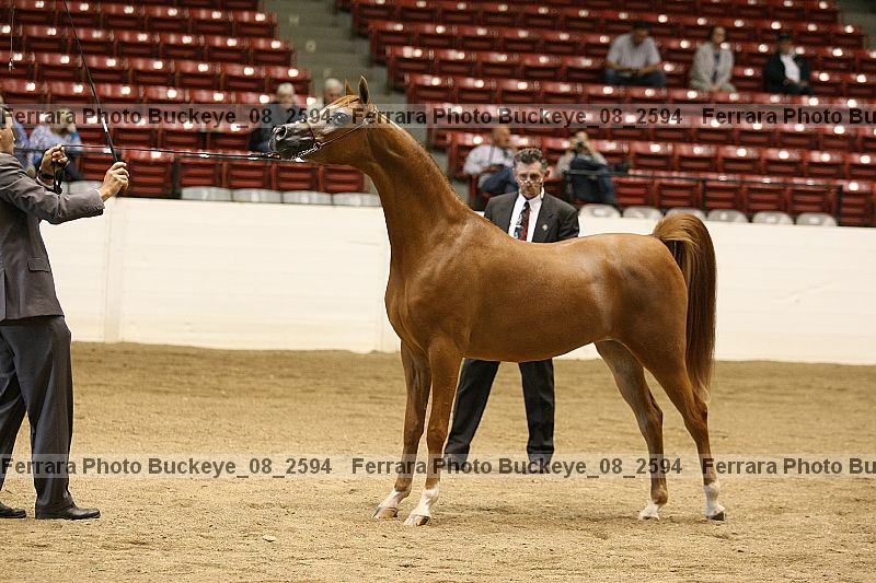 Proof buckeye_08_2594