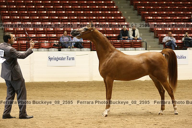Proof buckeye_08_2595