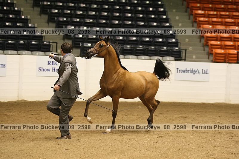Proof buckeye_08_2598