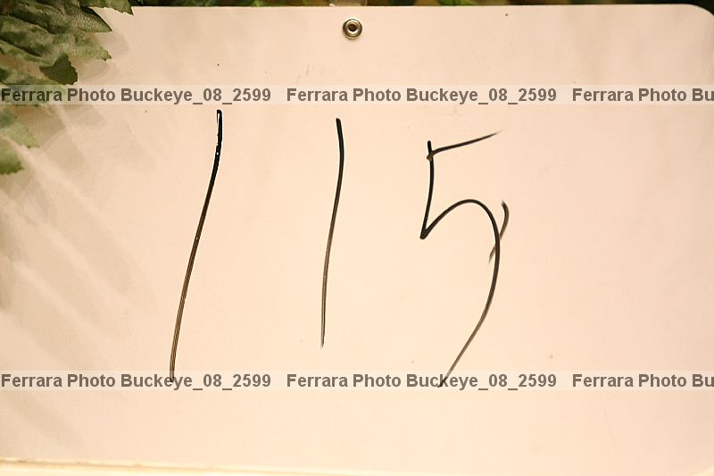 Proof buckeye_08_2599