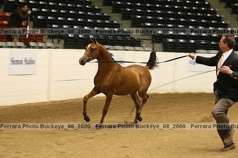 Proof buckeye_08_2600
