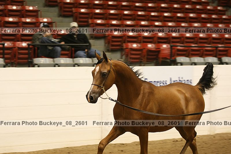 Proof buckeye_08_2601