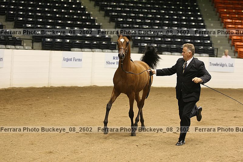 Proof buckeye_08_2602