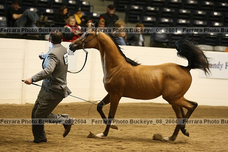 Proof buckeye_08_2604
