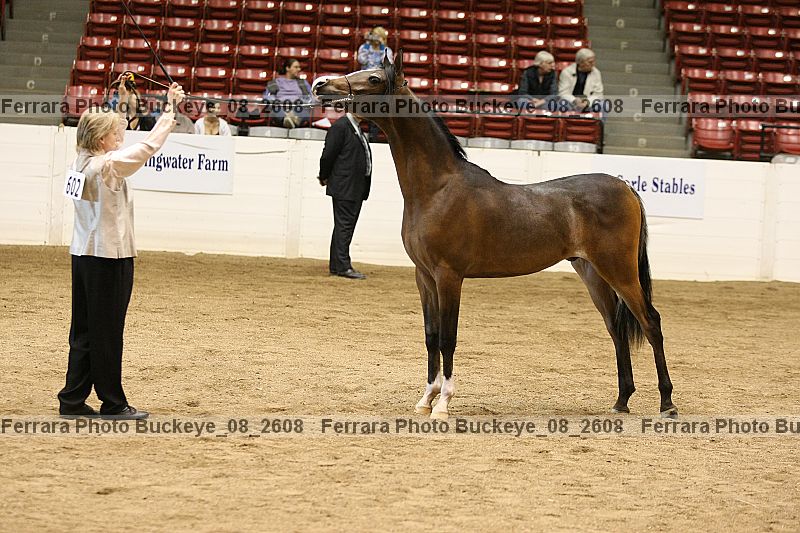 Proof buckeye_08_2608