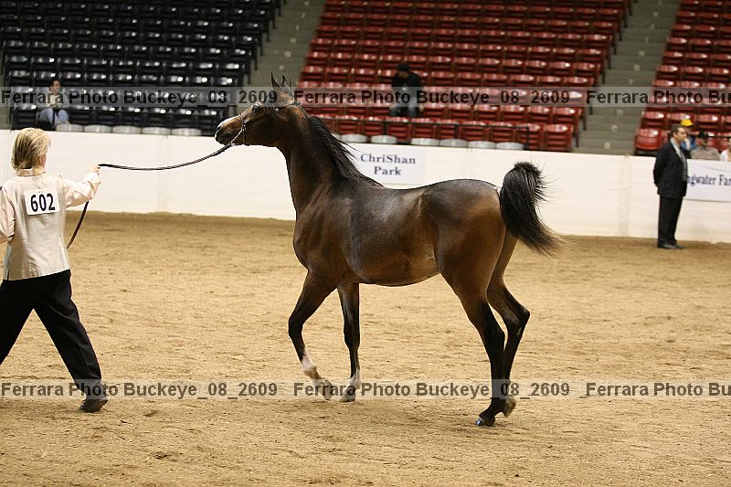 Proof buckeye_08_2609