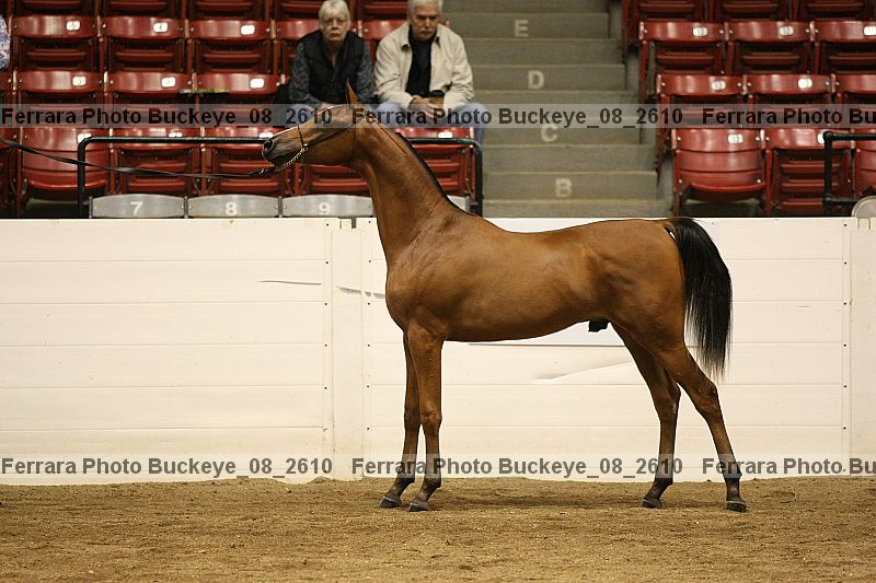 Proof buckeye_08_2610