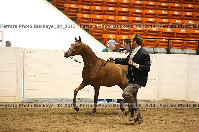 Proof buckeye_08_2613