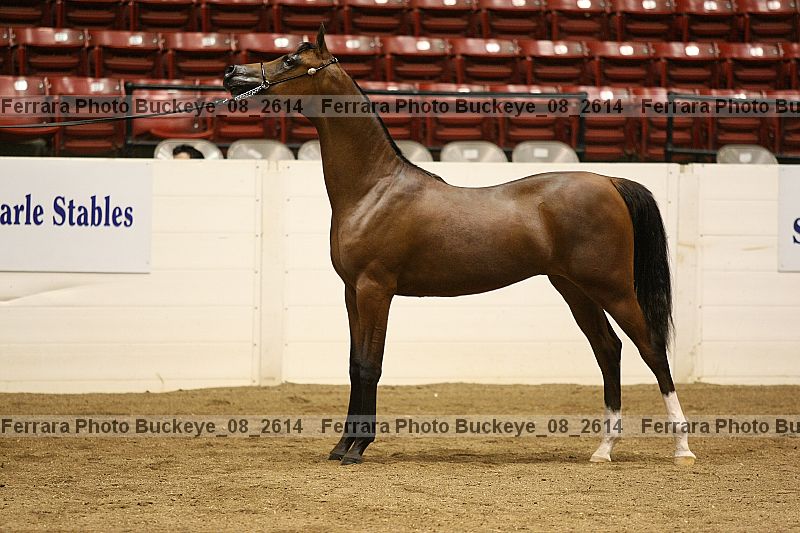 Proof buckeye_08_2614