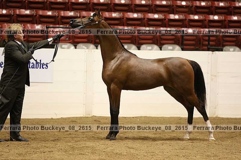 Proof buckeye_08_2615