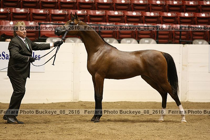 Proof buckeye_08_2616