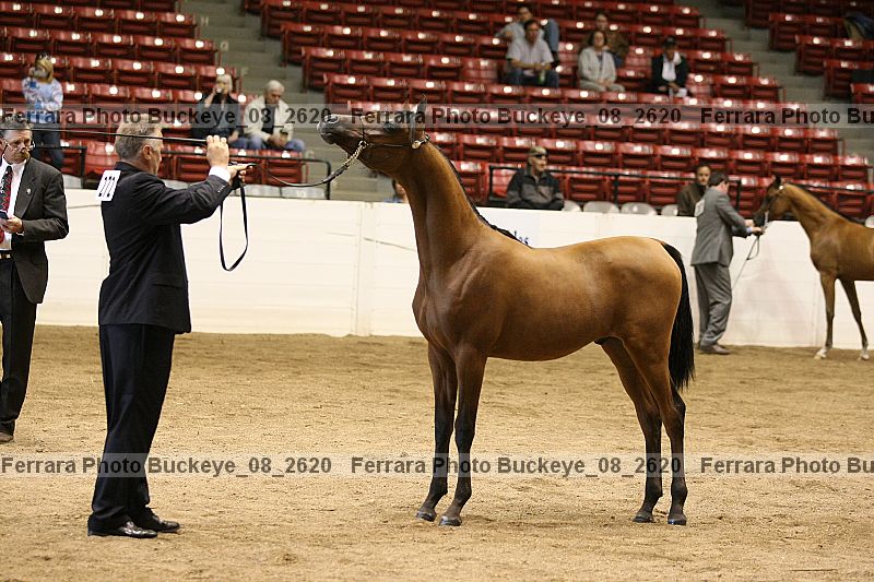 Proof buckeye_08_2620
